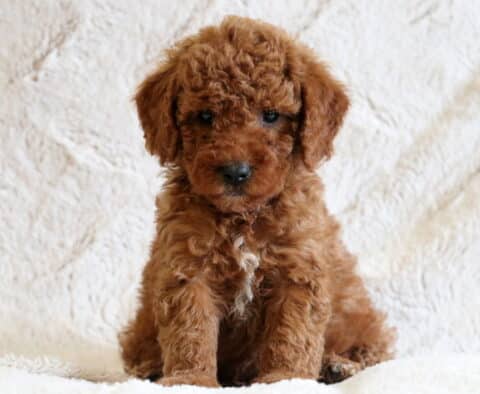 Darby Mini Goldendoodle