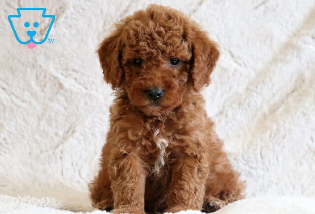 Darby Mini Goldendoodle image