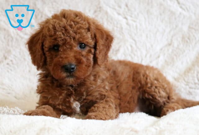 Darby Mini Goldendoodle2 image