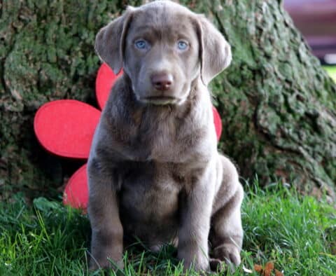 Davey Lab