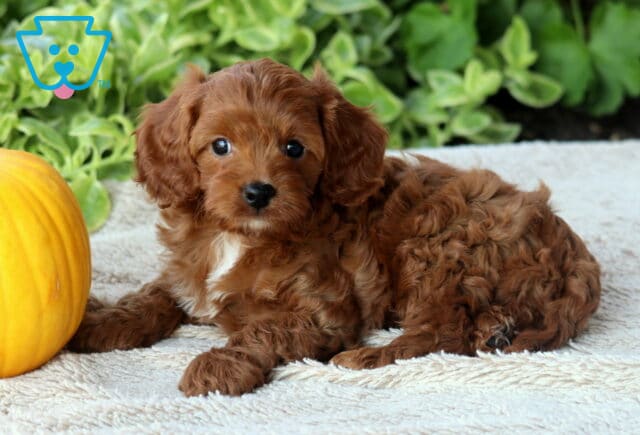 Dawson Cavapoo image