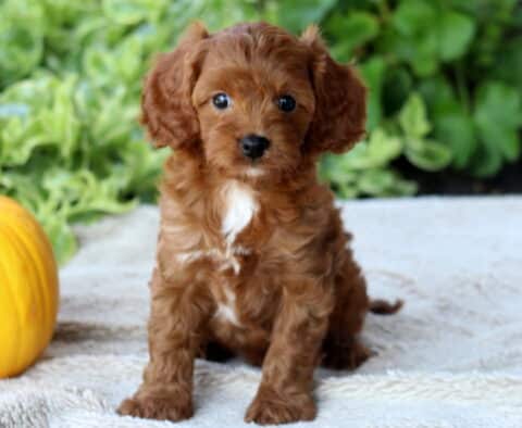 Dawson Cavapoo2