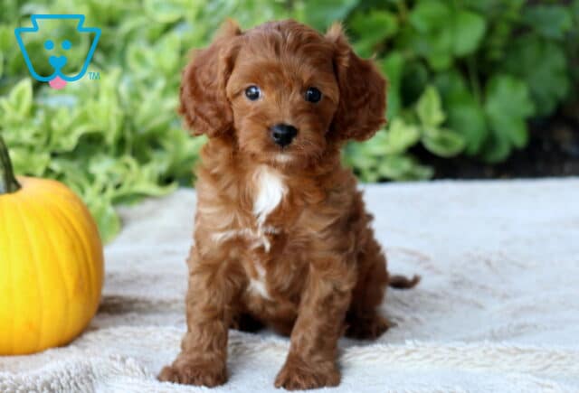 Dawson Cavapoo2 image