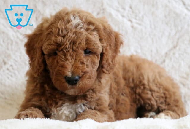 Detroit Mini Goldendoodle2 image