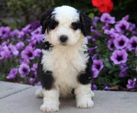 Adorable black and white Mini Bernedoodle puppy with fluffy coat sitting on pavement surrounded by purple flowers.