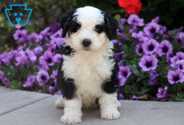 Adorable black and white Mini Bernedoodle puppy with fluffy coat sitting on pavement surrounded by purple flowers. image