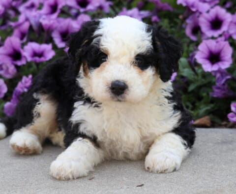 Fluffy Mini Bernedoodle puppy with black, white, and tan markings lying on pavement in front of purple flowers.