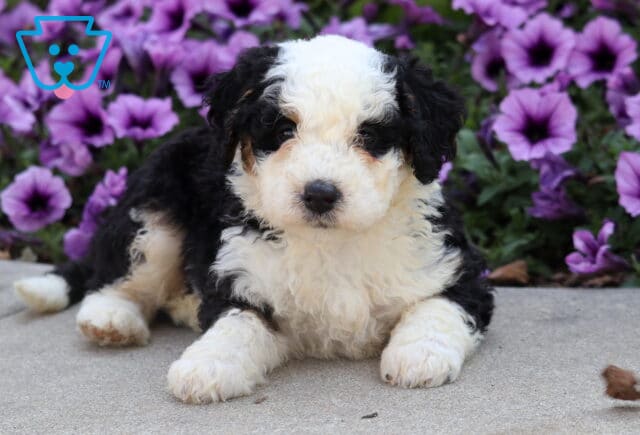 Fluffy Mini Bernedoodle puppy with black, white, and tan markings lying on pavement in front of purple flowers. image