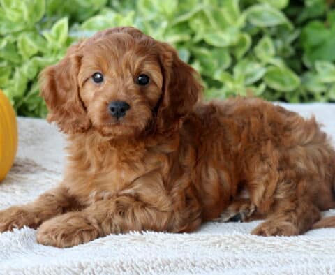 Dice Cavapoo