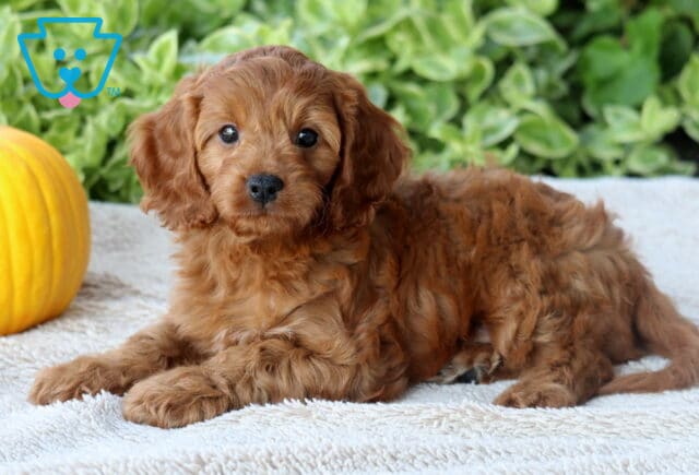 Dice Cavapoo image