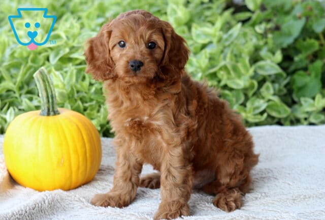 Dice Cavapoo2 image