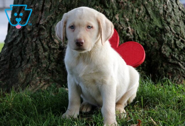 Diggy Lab image