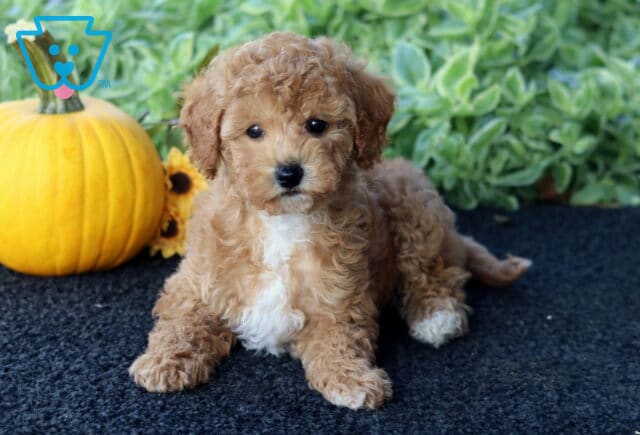 Curly apricot Bichpoo puppy with a white chest and paws lying on a dark rug, with a pumpkin and sunflowers in the background. image