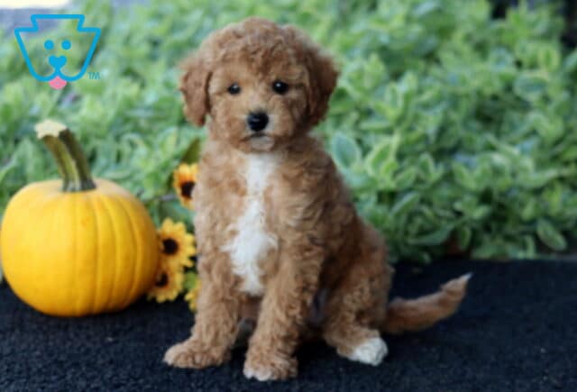 Fluffy apricot Bichpoo puppy with a white chest and paws sitting upright on a dark rug, next to a pumpkin and sunflowers with green foliage in the background. image