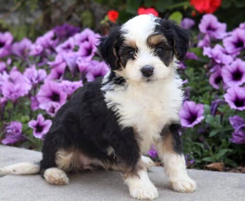 Fluffy tri-color Mini Bernedoodle puppy with white face and black ears sitting on pavement with purple flowers in the background.