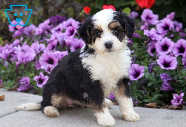 Fluffy tri-color Mini Bernedoodle puppy with white face and black ears sitting on pavement with purple flowers in the background. image