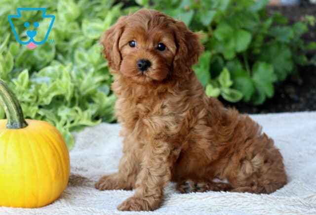 Dj Cavapoo image