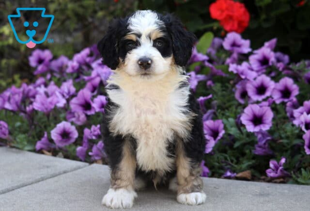 Mini Bernedoodle puppy with fluffy black, white, and tan coat sitting on pavement in front of bright purple flowers. image