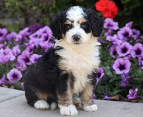 Adorable Mini Bernedoodle puppy with fluffy black, white, and tan fur sitting in front of purple flowers.