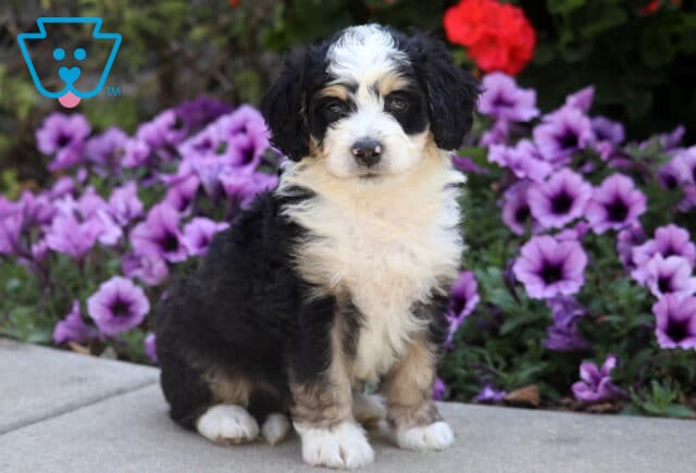 Adorable Mini Bernedoodle puppy with fluffy black, white, and tan fur sitting in front of purple flowers. image