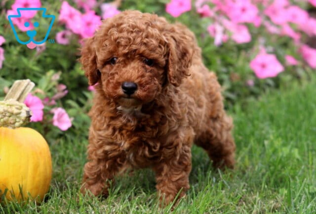 Curly-haired Mini Poodle puppy with a rich reddish-brown coat standing on green grass beside a pumpkin, with bright pink flowers blooming in the background. image