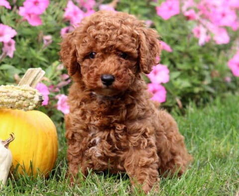 Adorable Mini Poodle puppy with a fluffy curly red coat sitting on the grass next to pumpkins, with vibrant pink flowers in the background.