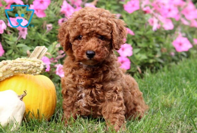 Adorable Mini Poodle puppy with a fluffy curly red coat sitting on the grass next to pumpkins, with vibrant pink flowers in the background. image