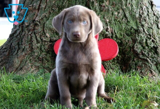 Dolly Lab image