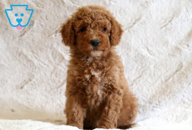 Dolly Mini Goldendoodle image