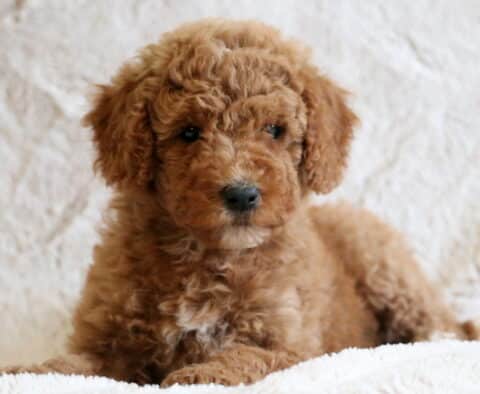 Dolly Mini Goldendoodle2