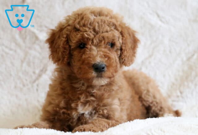 Dolly Mini Goldendoodle2 image