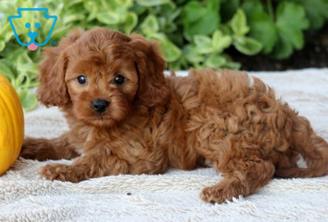 Domino Cavapoo image