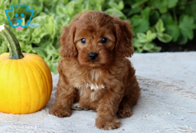 Domino Cavapoo2 image