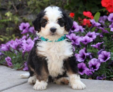 Fluffy tri-color Mini Bernedoodle puppy wearing a teal collar sitting on pavement with purple flowers in the background.