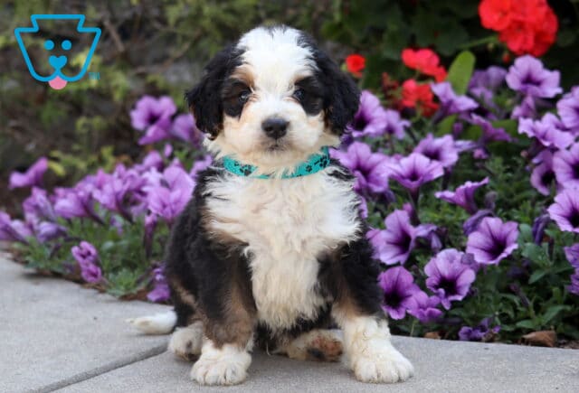 Fluffy tri-color Mini Bernedoodle puppy wearing a teal collar sitting on pavement with purple flowers in the background. image