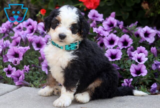 Tri-color Mini Bernedoodle puppy with a fluffy coat and teal collar sitting in front of bright purple flowers. image