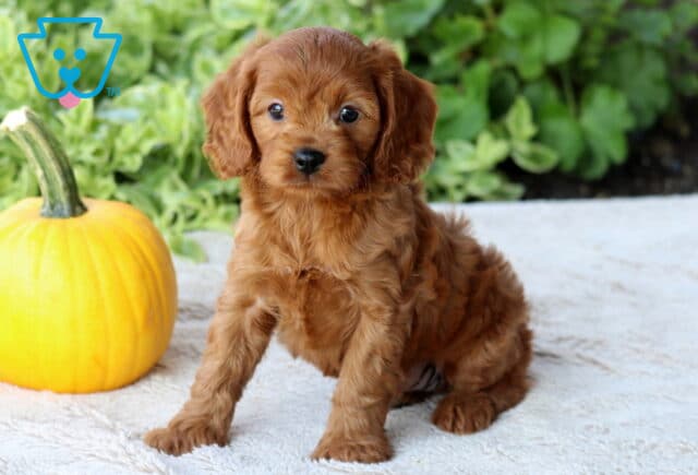 Dougie Cavapoo image