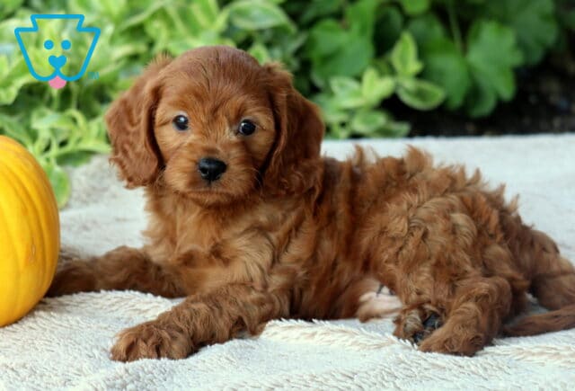 Dougie Cavapoo2 image