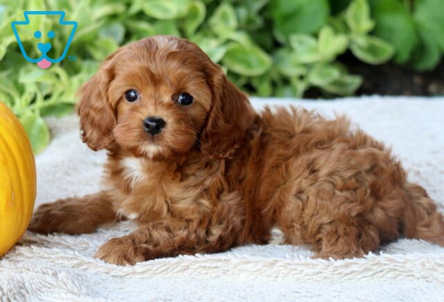 Dream Cavapoo image