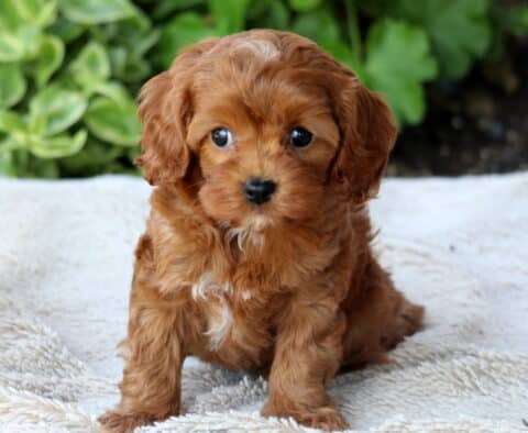 Dream Cavapoo2