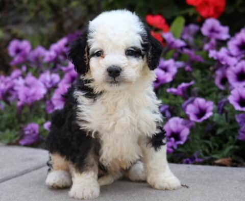 Fluffy black and white Mini Bernedoodle puppy with curly coat sitting on pavement in front of purple flowers.