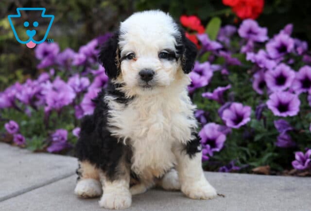 Fluffy black and white Mini Bernedoodle puppy with curly coat sitting on pavement in front of purple flowers. image