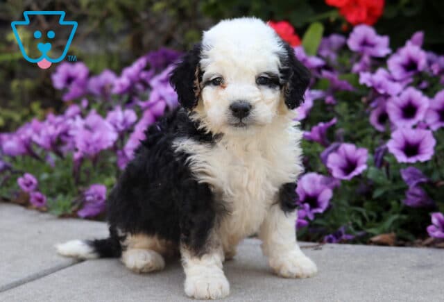 Curly black and white Mini Bernedoodle puppy sitting on pavement with purple flowers in the background. image
