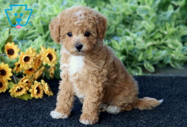 Dunkin Bichpoo image