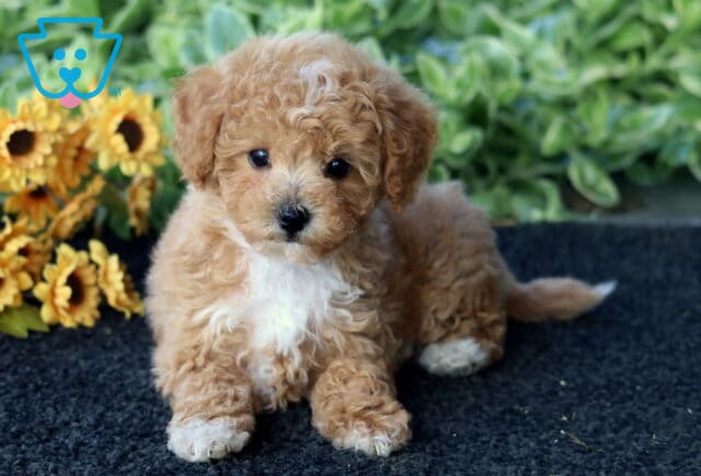 Dunkin Bichpoo2 image
