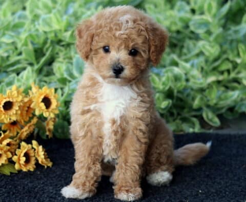 Dunkin Bichpoo3