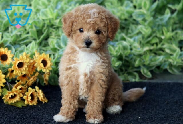 Dunkin Bichpoo3 image
