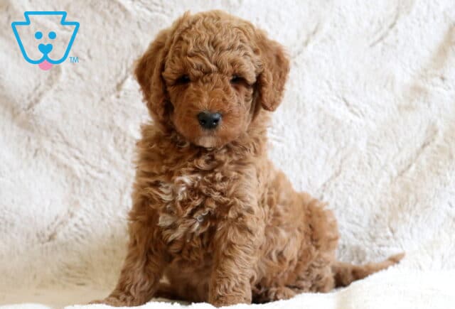 Dusty Mini Goldendoodle image