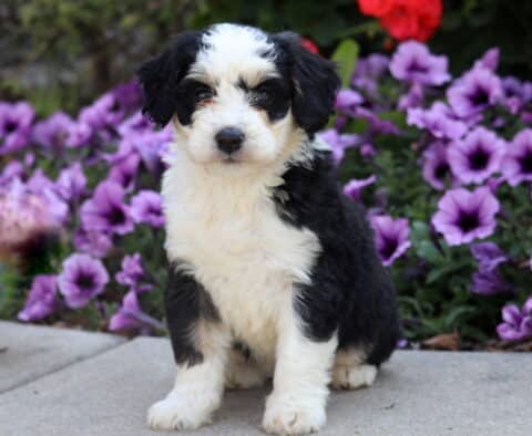 Adorable black and white Mini Bernedoodle puppy with fluffy fur sitting on pavement in front of purple flowers.