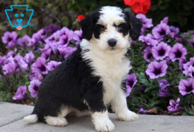 Fluffy black and white Mini Bernedoodle puppy sitting on pavement in front of vibrant purple flowers. image